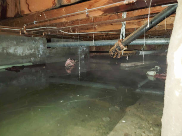 Best Water damage contractors near me  in Huber Ridge, OH